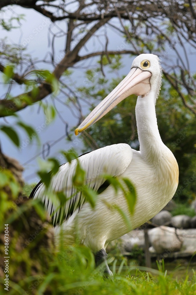 Gorgeous Australian Pelican Posing Elegantly at a Park Gorgeous Australian Pelican Posing Elegantly at a Park