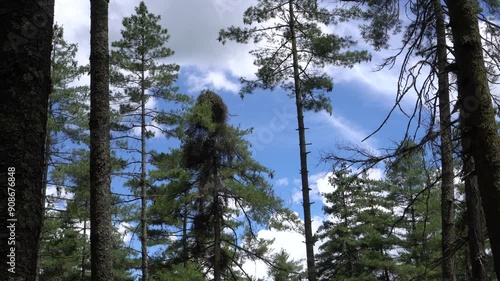 Mountain pine trees with blue sky on sunny day at Bhutan. Pine is any conifer tree or shrub in genus Pinus of the family Pinaceae. Pine trees are evergreen, coniferous resinous trees photo