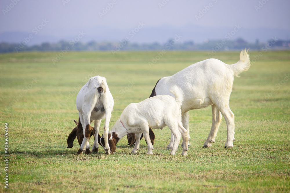 Fototapeta premium Brown and white goat grazing in the field.
