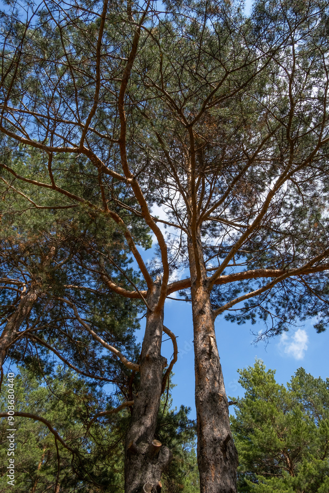 Tall pine trees with dense foliage against clear blue sky in the woods. Tall pine trees with dense foliage against clear blue sky in the woods.