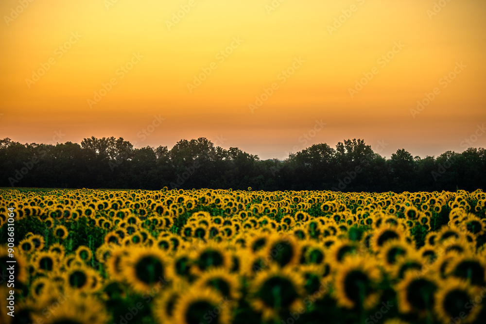 Fototapeta premium Sunflowers field , nature in summer , beautiful sky , field at the morning . Landscape with sunflowers . Morning sky . Blu and golden hour . 
