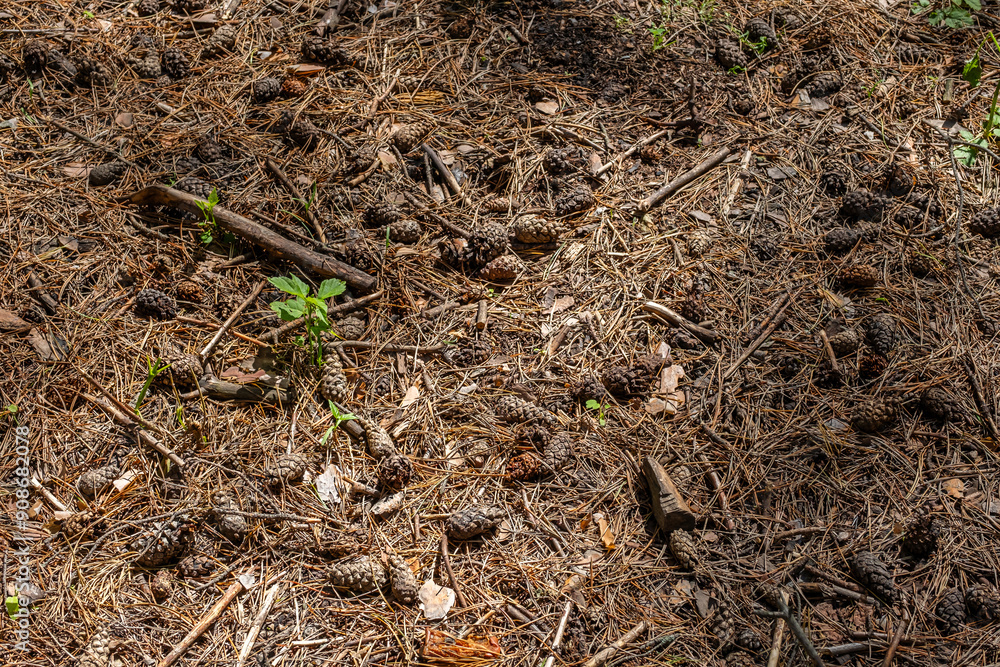 Ground covered with pine cones and needles in a forest. Ground covered with pine cones and needles in a forest.