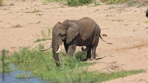 An African bull elephant with large tusks and an extremely large member walks contentedly into a waterhole in the Tshokwane river and drinks in the Kruger National Park in South Africa.

