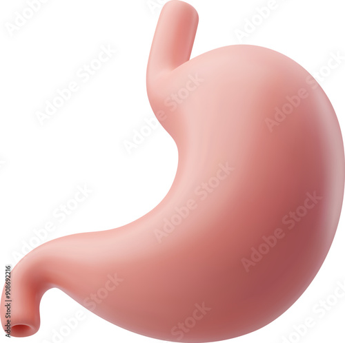 3d Vector Human stomach, Gastrointestinal tract, Internal organs concept.