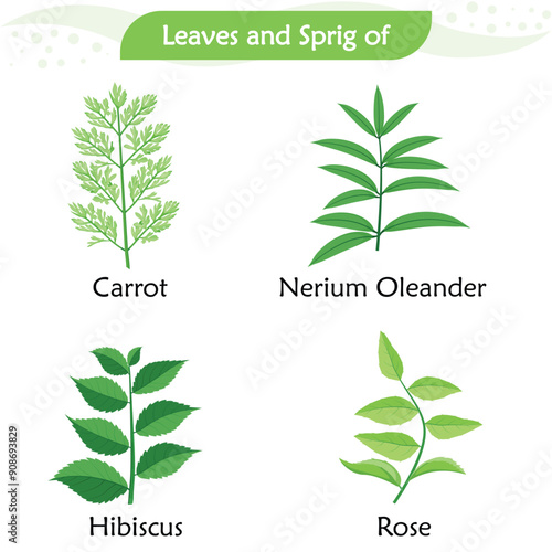 Leaves and sprigs from four different kinds of plants.