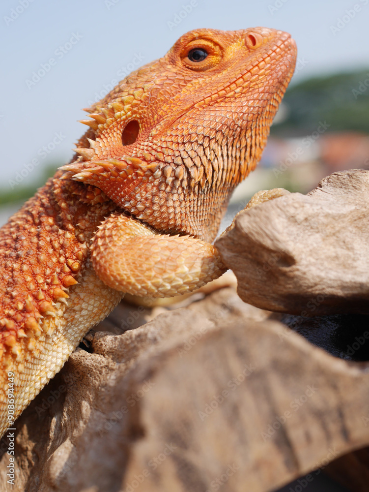 Obraz premium Orange Bearded Dragon Basking Sunlight on a Wood Outdoor 