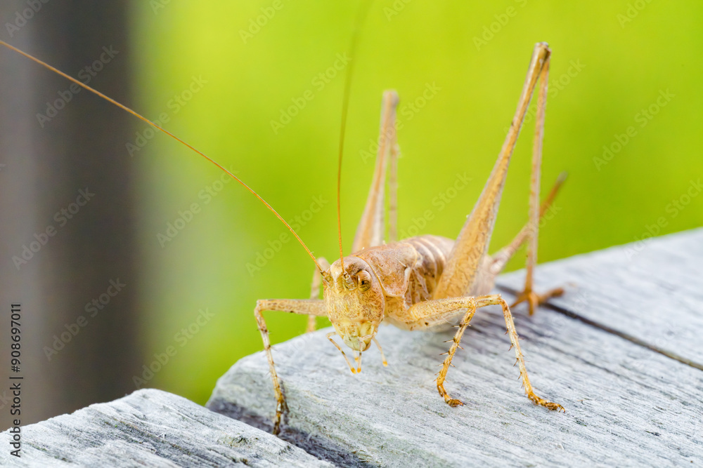 Cricket on a table, macro photography