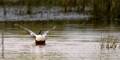 Canard souchet - Spatula clypeata photo