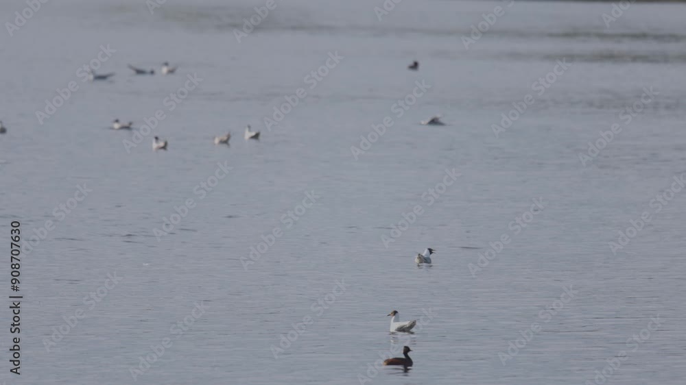 Many river gulls hunt fish in lakes, rivers, and canals. Seagulls fly over the water. Seagulls gracefully glide over the water's surface, their wings casting delicate shadows on the rippling waves. Many river gulls hunt fish in lakes, rivers, and canals. Seagulls fly over the water. Seagulls gracefully glide over the water's surface, their wings casting delicate shadows on the rippling waves.