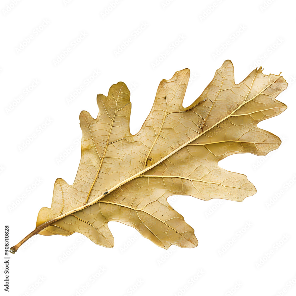 Beautiful single English oak leaf with detailed texture and vivid green color, isolated against a transparent backdrop. Beautiful single English oak leaf with detailed texture and vivid green color, isolated against a transparent backdrop.