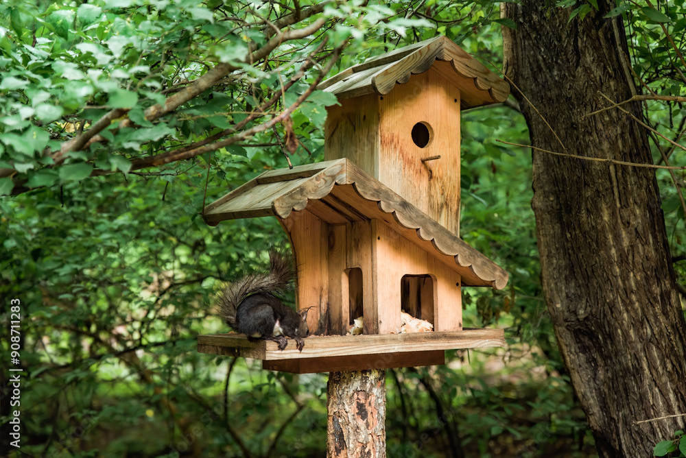 The Japanese squirrel (Sciurus lis) or tree squirrel eating seeds in the feeder in the forest The Japanese squirrel (Sciurus lis) or tree squirrel eating seeds in the feeder in the forest