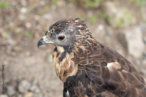 The crested honey buzzard (Pernis ptilorhynchus), also known as the Oriental, Asiatic, or Eastern honey buzzard photo