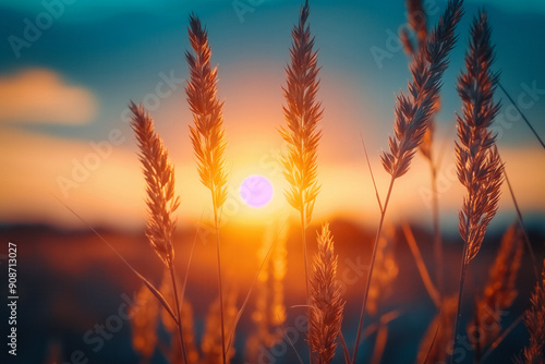 Sunset feild