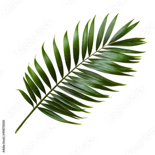 green palm leaf isolated on transparent background