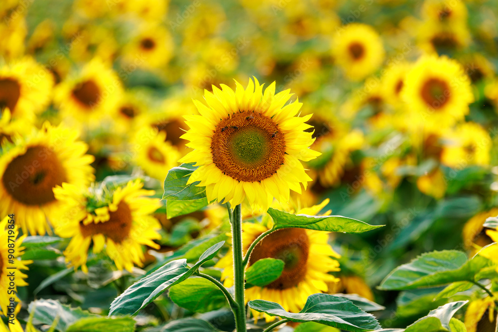 Sonnenblumen Sonnenblumen