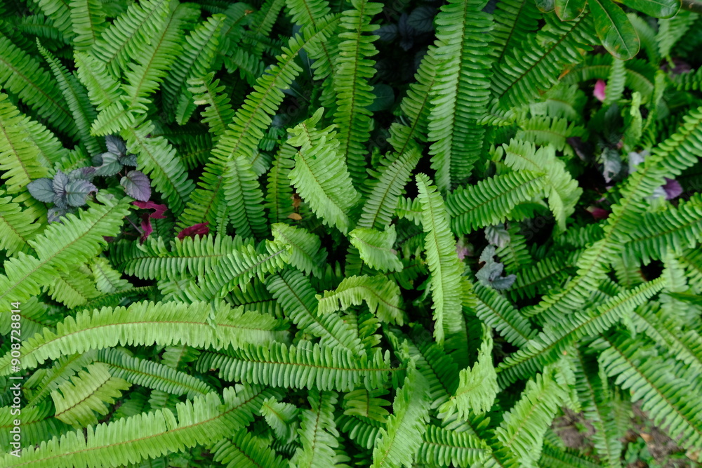Nephrolepis exaltata, the sword fern or Boston. species of fern in family Lomariopsidaceae. greenery.
Nephrolepis exaltata, the sword fern or Boston. species of fern in family Lomariopsidaceae. greenery.