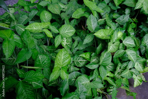 Syngonium podophyllum is a species of aroid that is a popular houseplant. arrowhead plant. photo