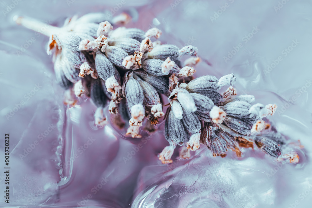 Lavender flower on ice, close up