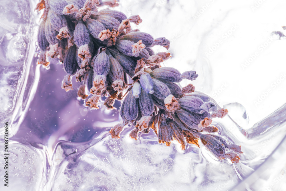 Lavender flower on ice, close up