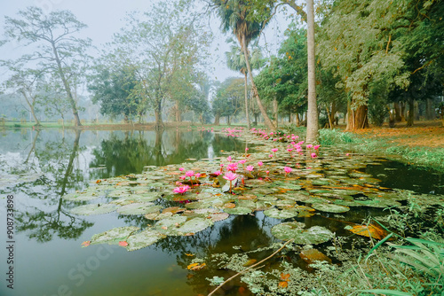 Colourful view of a pond filled with leaves of Nymphaea , aquatic plants, commonly known as water lilies. Indian winter image. Shot at Howrah, West Bengal, India photo