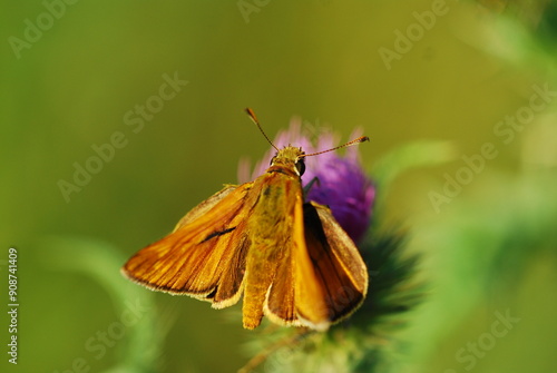 Ochlodes sylvanus butterfly in nature  photo