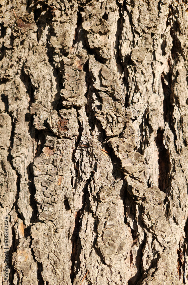 Trunk surface texture of an old Lebanon cedar (Cedrus libani) Trunk surface texture of an old Lebanon cedar (Cedrus libani)