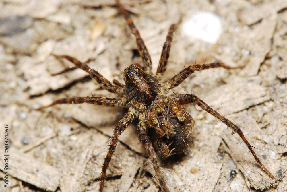 Female of wolf spider with newborn offspring on her abdomen Female of wolf spider with newborn offspring on her abdomen