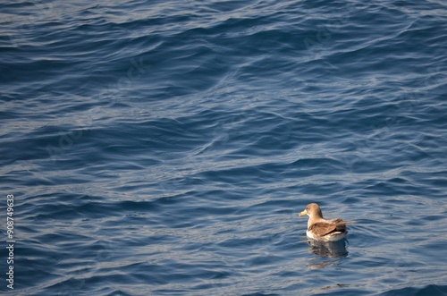 A Scopolis shearwater, Calonectris diomedea, at the Atlantic Ocean near Tenerife, Spain. photo