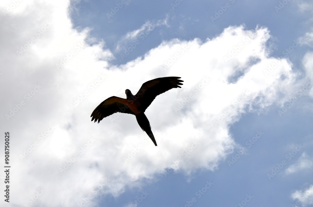 Prezentation of parrots in the Jungle park, as a zoological centre