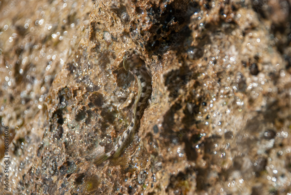 A Kirk's blenny nestled amongst rocks in a shallow water environment. A Kirk's blenny nestled amongst rocks in a shallow water environment.