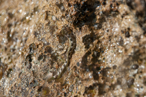 A Kirk's blenny nestled amongst rocks in a shallow water environment.