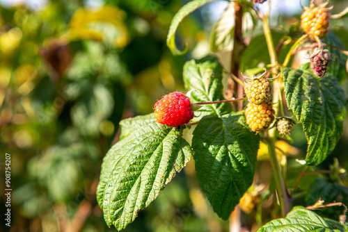 Red ripe wild natural raspberries in the nature photo