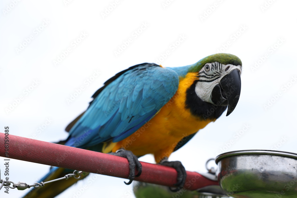 Obraz premium Close-Up Of Parrot Perching On Branch