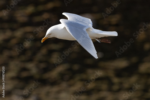 gull in flight photo