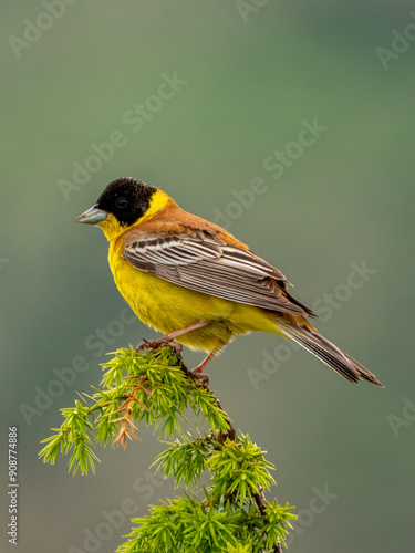 Black-headed Bunting photo