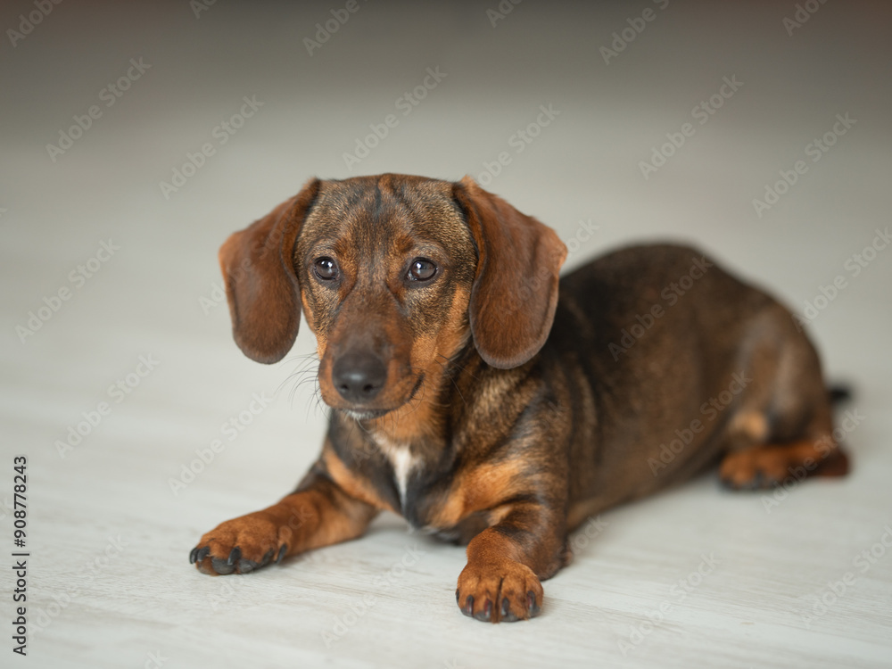 Black dachshund puppy lying in side view. isolated on white background Black dachshund puppy lying in side view. isolated on white background