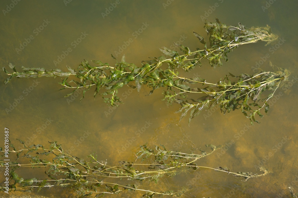 Green seaweed flowing with water current Green seaweed flowing with water current