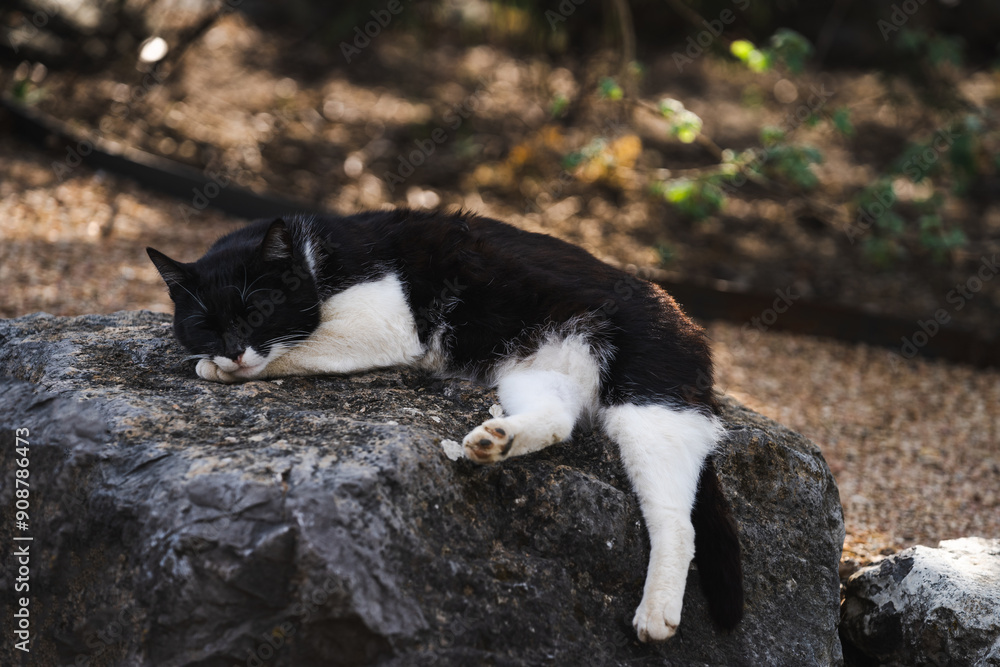 Homeless white and black cat sleep on the rock in the park, sweet sleeping animal outdoor, animals are homeless Homeless white and black cat sleep on the rock in the park, sweet sleeping animal outdoor, animals are homeless