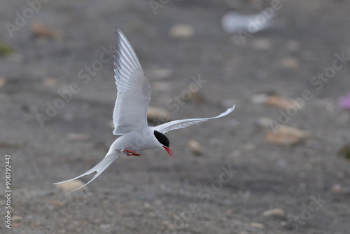 landing tern