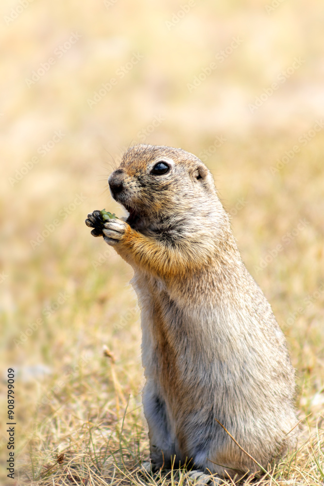The image depicts a small, light brown rodent, likely a ground squirrel, sitting on grass and eating something with its front paws. The background is blurred, focusing on the animal. The image depicts a small, light brown rodent, likely a ground squirrel, sitting on grass and eating something with its front paws. The background is blurred, focusing on the animal.