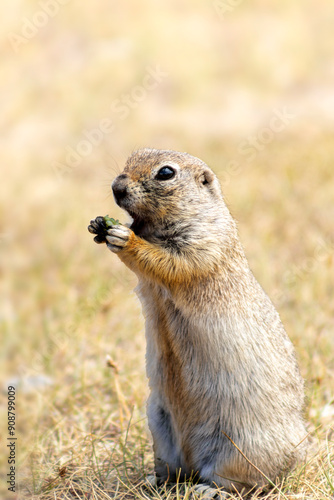 The image depicts a small, light brown rodent, likely a ground squirrel, sitting on grass and eating something with its front paws. The background is blurred, focusing on the animal.