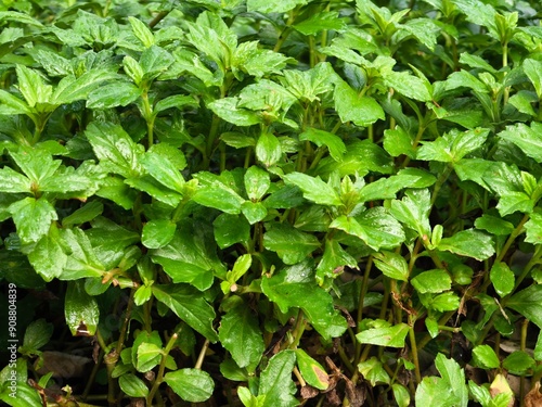 Wallpaper Mural Green leaves background. tropical plants. tropical plant background. tropical leaves Torontodigital.ca