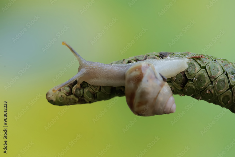 A small snail is eating an anthurium flower. This mollusk likes to eat flowers, fruits and young leaves. A small snail is eating an anthurium flower. This mollusk likes to eat flowers, fruits and young leaves.