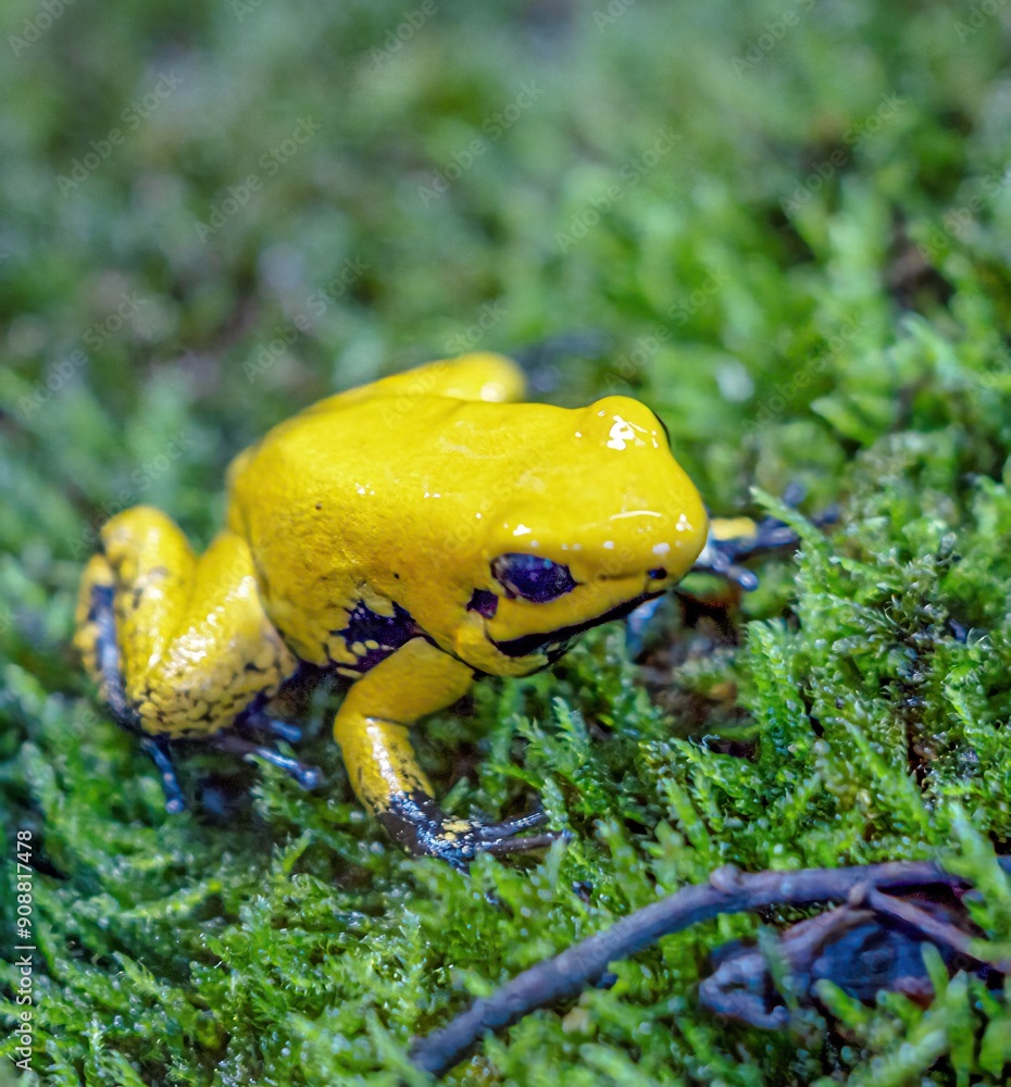 The leaf climber is a poison dart frog whose skin secretions are very poisonous
