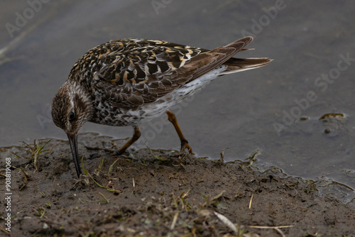 purple sandpiper feeding photo