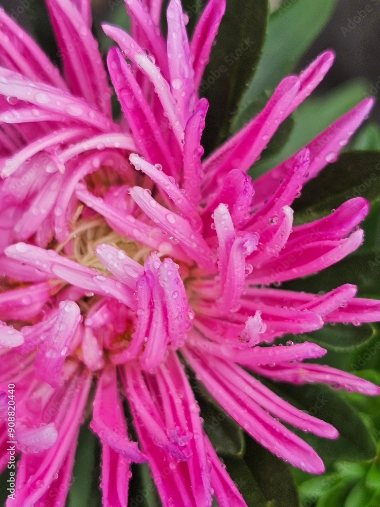 close up of pink flower,pink flower close-up, flowers in drops of water close up of pink flower,pink flower close-up, flowers in drops of water