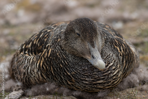 nesting eider