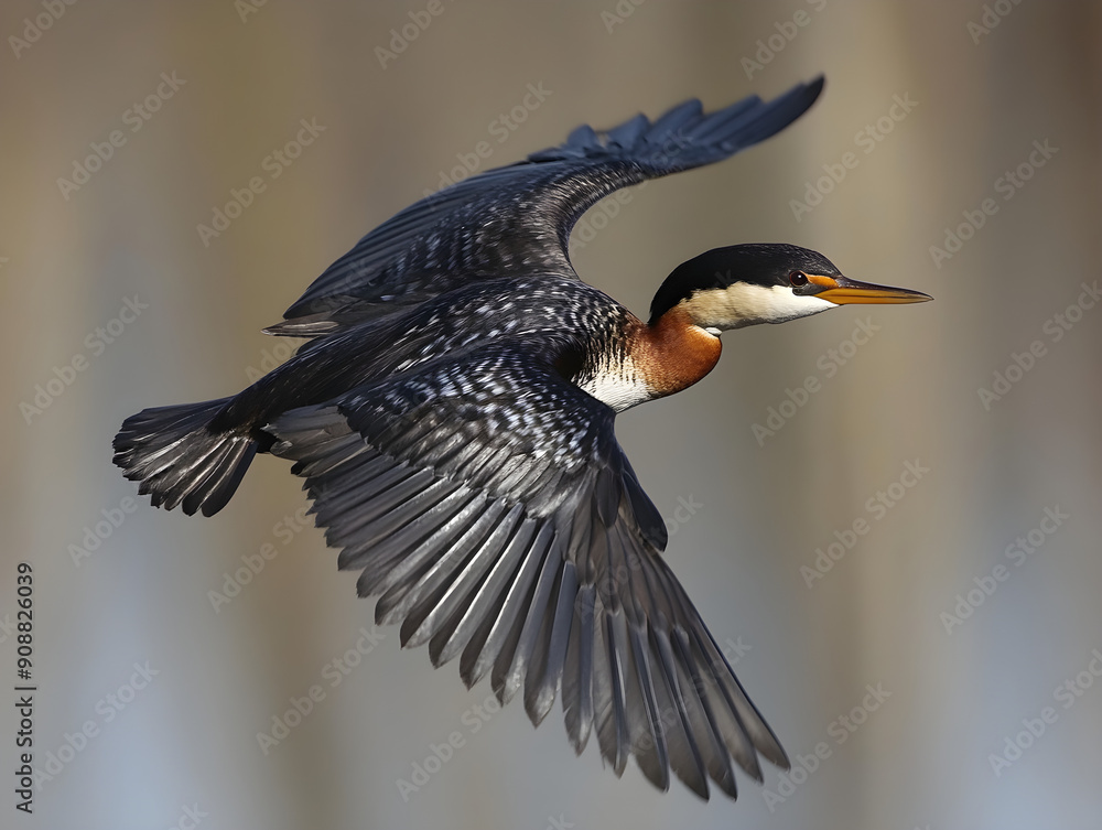Fototapeta premium Majestic Bird in Flight with Expansive Wings Spreading Wide Against Softly Blurred Background, Showcasing Vivid Dark Plumage Patterns and Vibrant Orange-White Throat Patch, Symbolizing Nature'