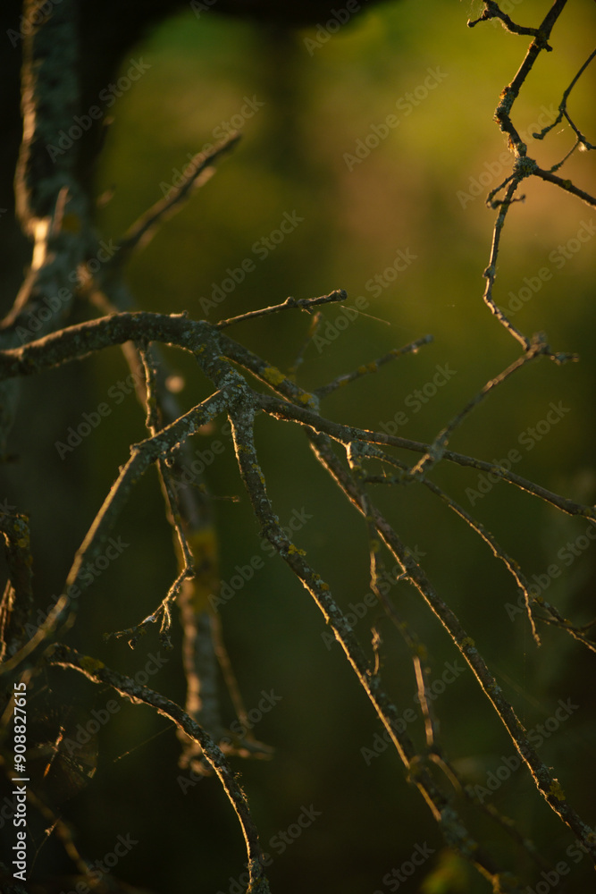 Summer forest in the field , morning in woods , sunny day . Trees over the forest , sunrise . Forest around the field with sunflowers . Summer forest in the field , morning in woods , sunny day . Trees over the forest , sunrise . Forest around the field with sunflowers .