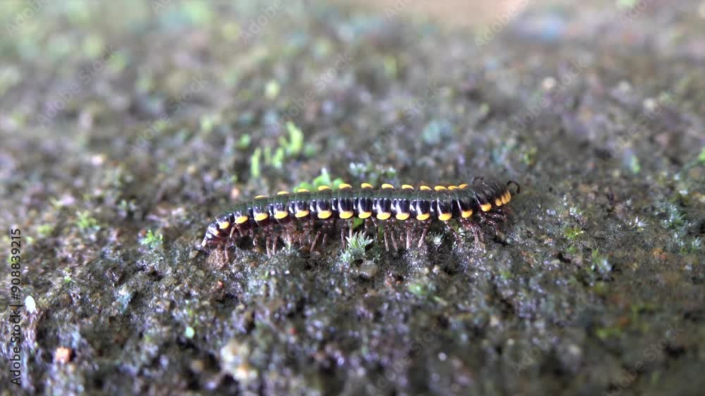 Anoplodesmus Saussurii (Humbert, 1865) pooping. It is a species of millipedes in the family Paradoxosomatidae Anoplodesmus Saussurii (Humbert, 1865) pooping. It is a species of millipedes in the family Paradoxosomatidae